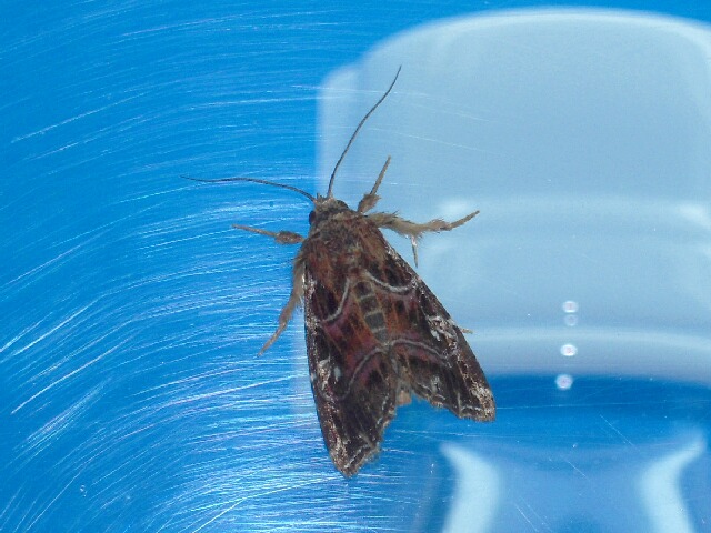 �������ĥޥ����ȥ�