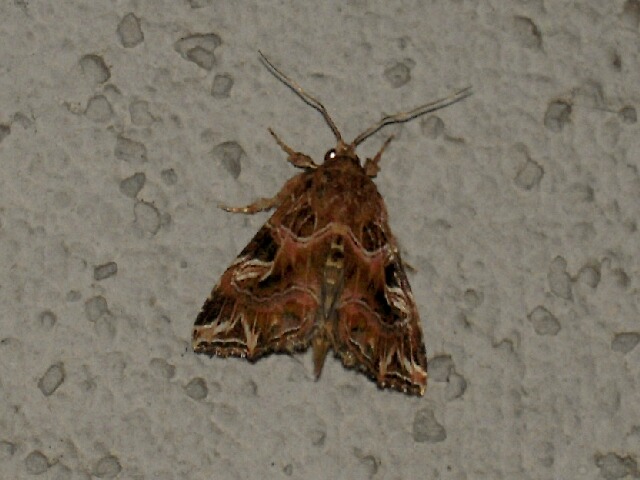 �������ĥޥ����ȥ�