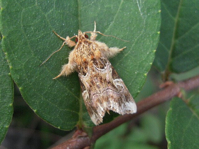 ��饵���ĥޥ����ȥ�