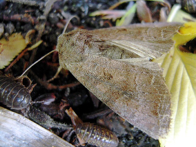 シロシタヨトウ