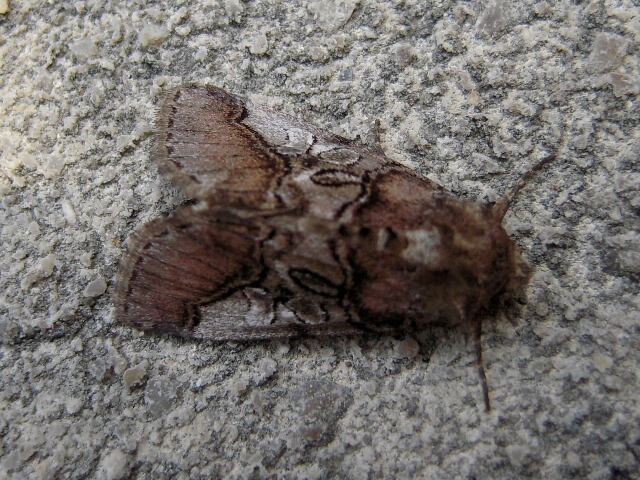 �ե�������ȥ�