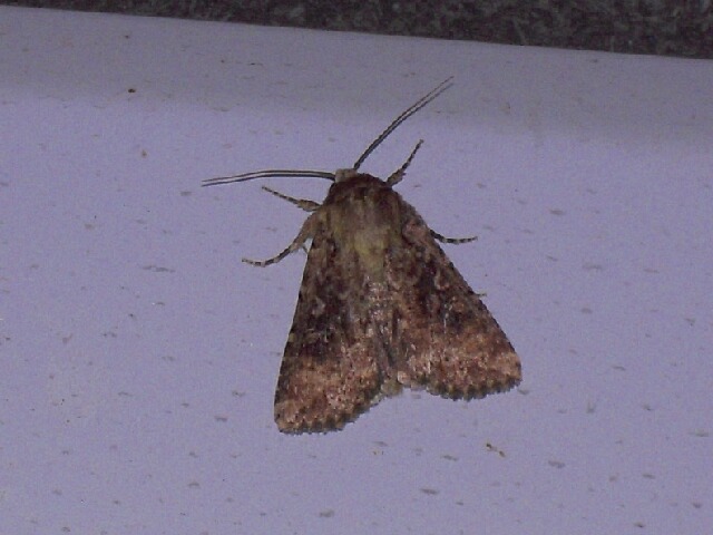 �ޥ���㥤������ȥ�