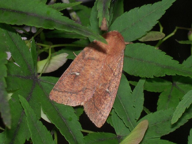 �ե����ӥ���ȥ�