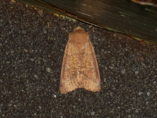 �ե����ӥ���ȥ�