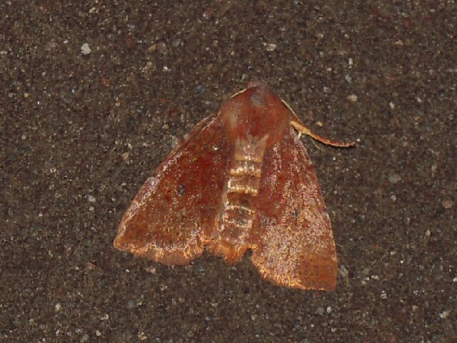 �����索�ӥ��ꥬ