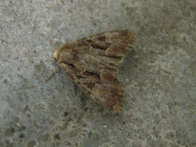 �ͥ������饯���ȥ�