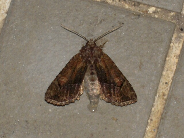 �����ե��饯���ȥ�