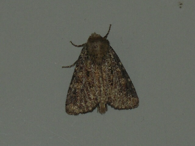 ����������ȥ�