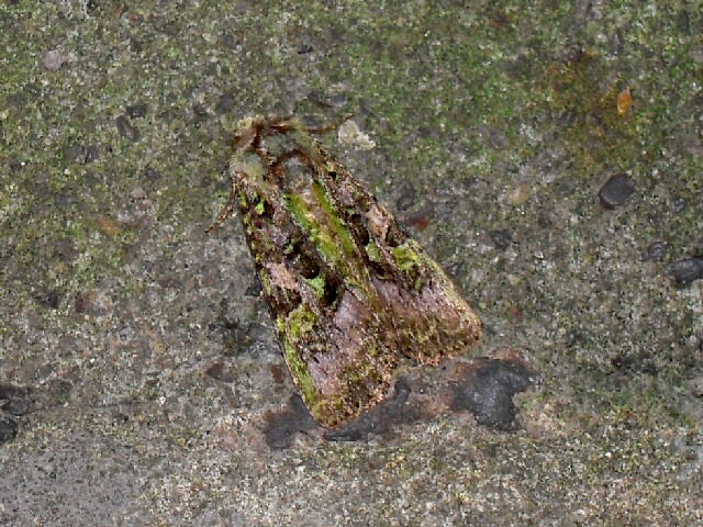 �ۥ��Хߥɥ��ȥ�