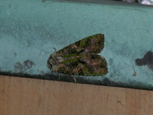 �ۥ��Хߥɥ��ȥ�