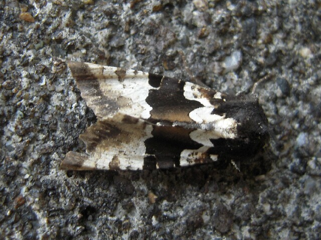 �ޥ��������饪�ӥ������ͥ�ȥ�