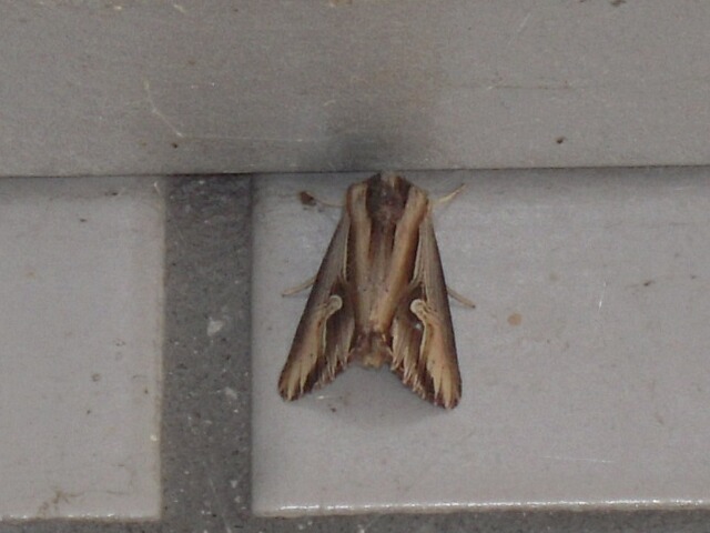 ���⥯���ȥ�