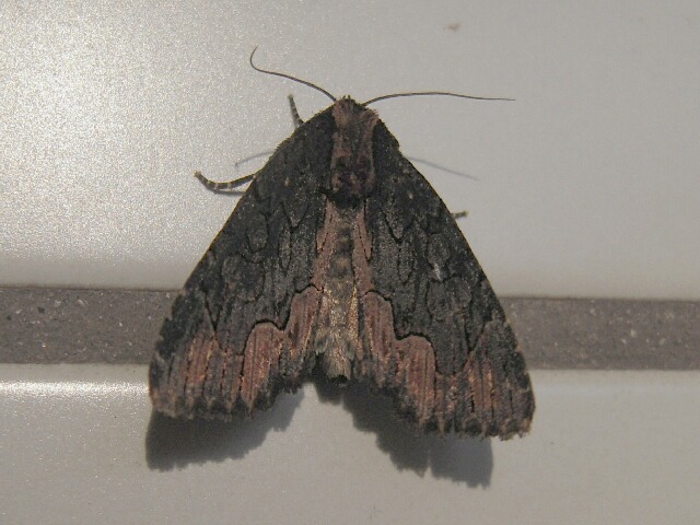 �����⥯���ȥ�