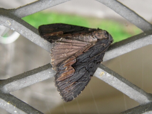 �����⥯���ȥ�