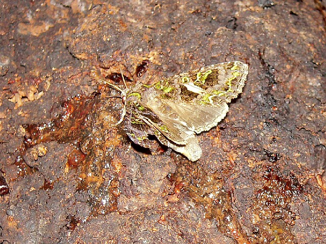 ��������������ȥ�