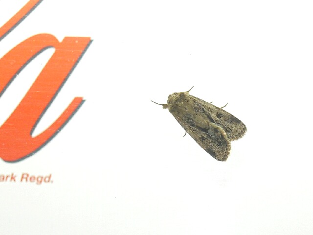 ���������ȥ�