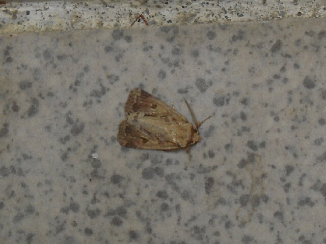 ���������ȥ�