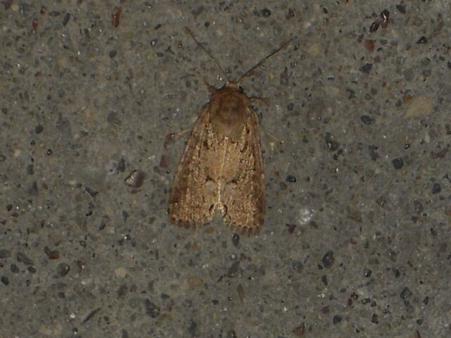 ���������ȥ�