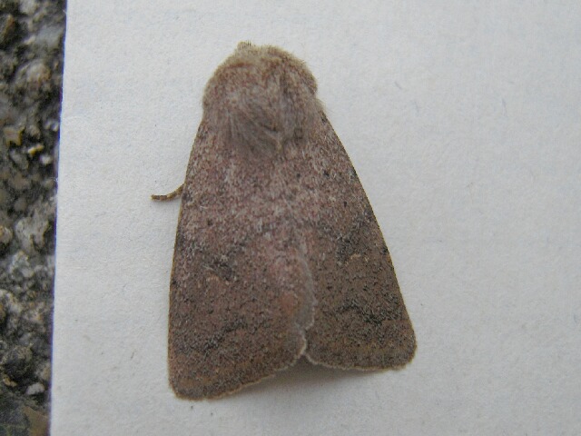 �����ƥ��ȥ�