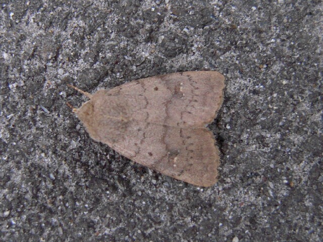 �����ƥ��ȥ�