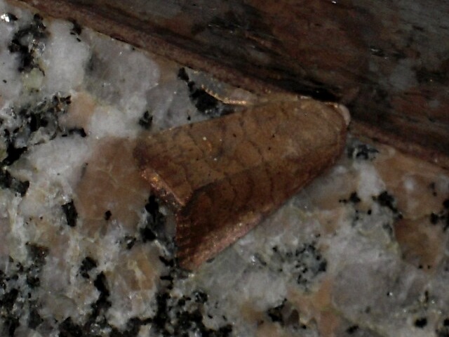 �ҥ᥵�ӥ�����ȥ����᥹