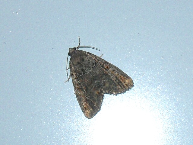 �ޥ��ۥ���ȥ�