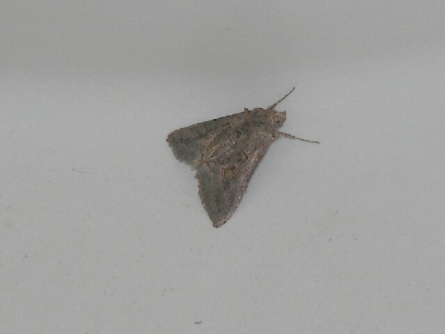 ��ȥ���������