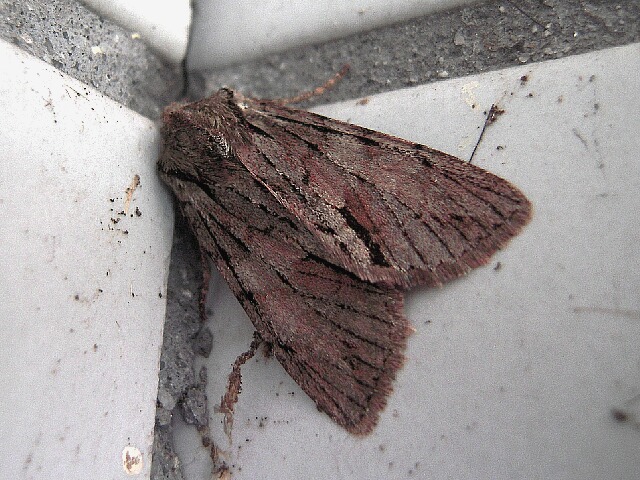 �����󥭥ꥬ