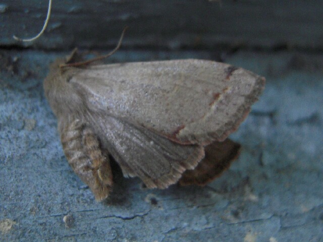 �����ߥߥ��ꥬ