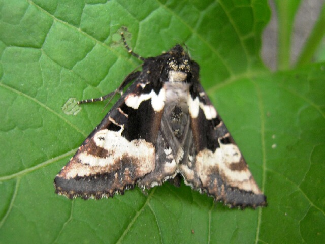 �ޥ��������饪�ӥ������ͥ�ȥ�