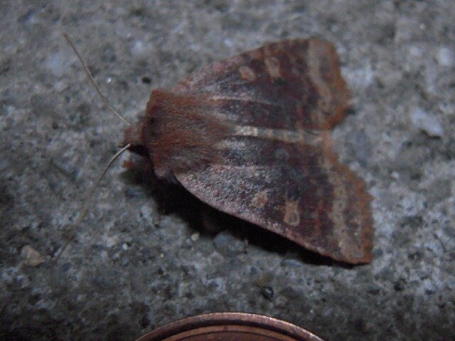 �ߥ�ޥ��ӥ��ꥬ