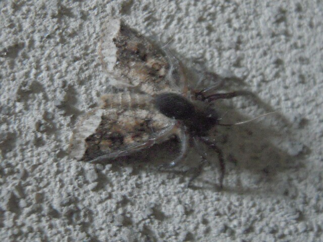 �����إꥭ�ꥬ