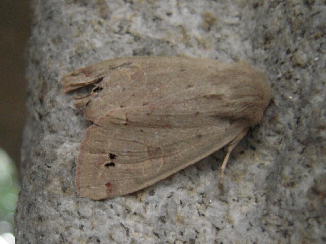 ����⥭�ꥬ