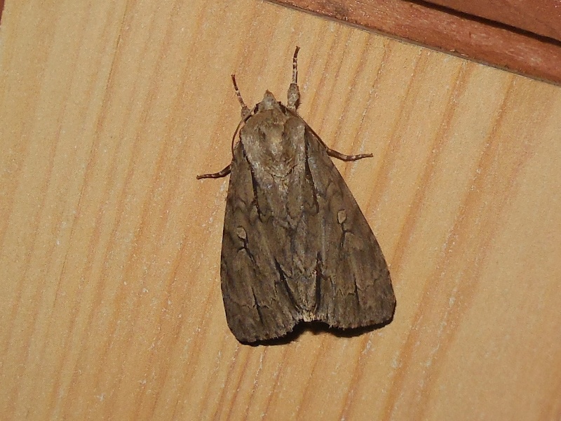 ��󥴥�����