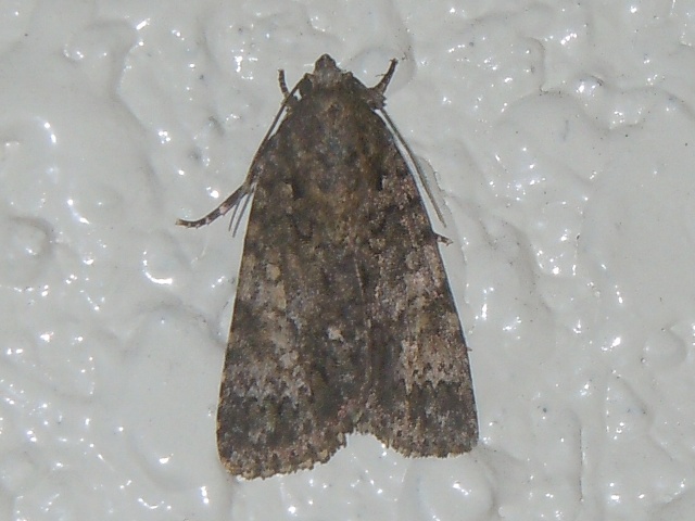 �ʥ�������