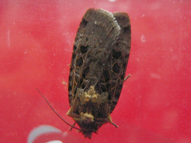 ��������䥬