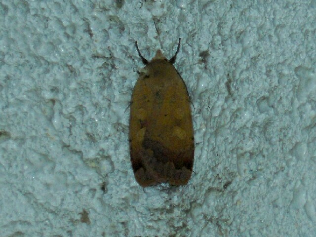 �������Х����䥬��