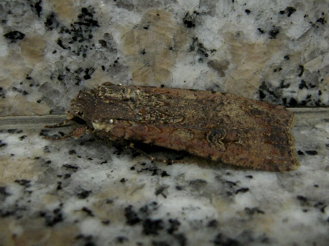 �˥����ޥʥ䥬