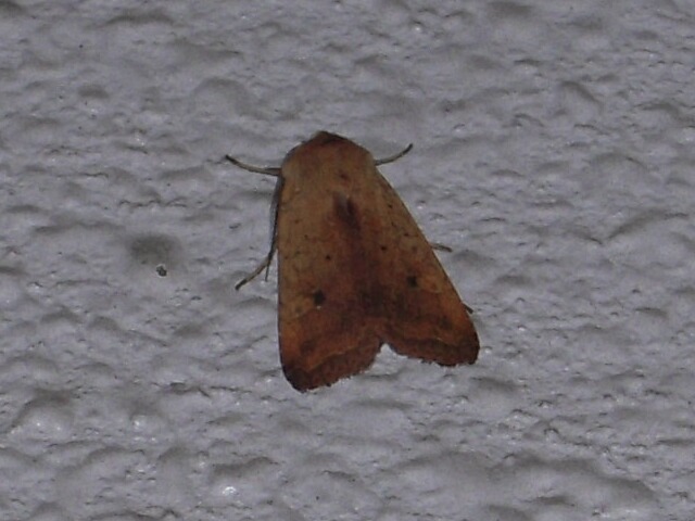 ����������䥬