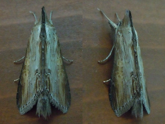 �����������⥯��