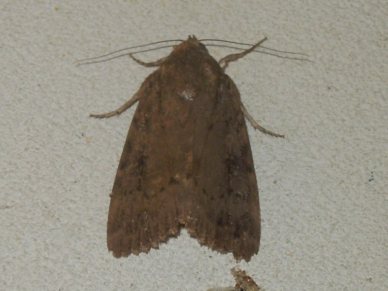 ���ޥ��饹��ȥ�