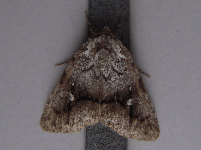 �ҥȥƥ��ȥ�