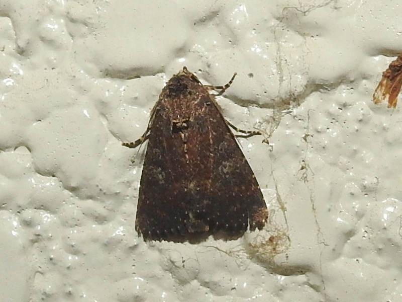 �����ۥ��ߥߥ�ȥ�