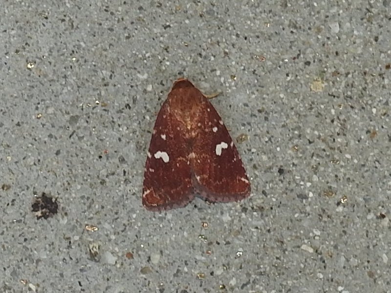 �ե��ƥ�ҥ��ȥ�