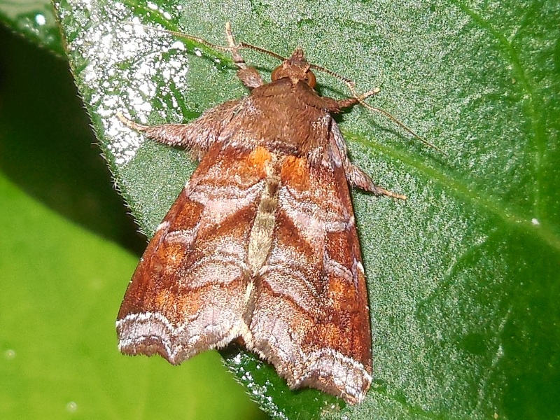 ����ʥߥĥޥ����ȥ�