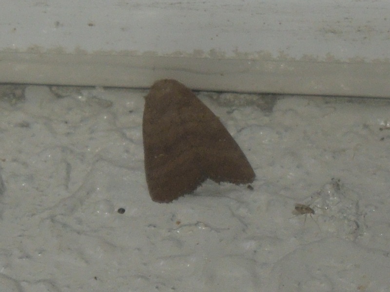 �ҥ᥵�ӥ�����ȥ����᥹