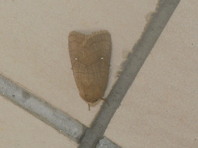 ������󥪥ӥ�ȥ�