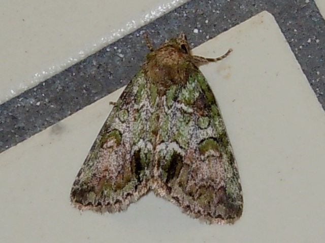 ����������ȥ�