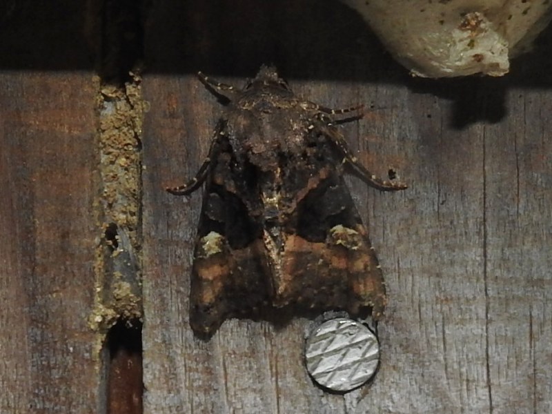 �������ͥ�ȥ�