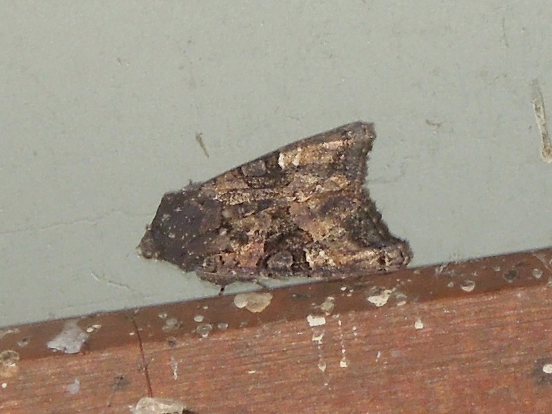 ��饵���������ͥ�ȥ�